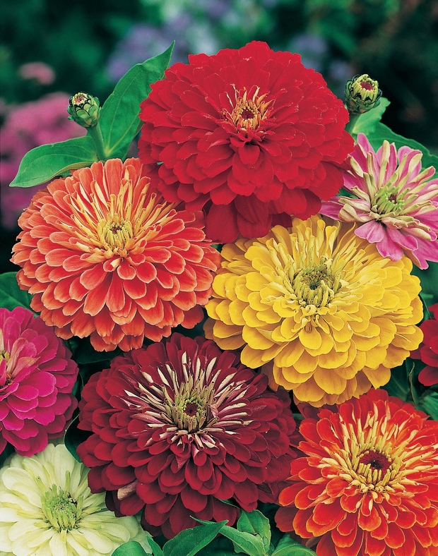 Zinnia-LEAD-MAIN-PIC-copy