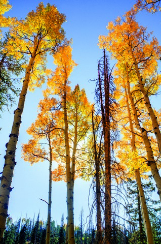 Aspens_(Populus_tremuloides)_during_autumn