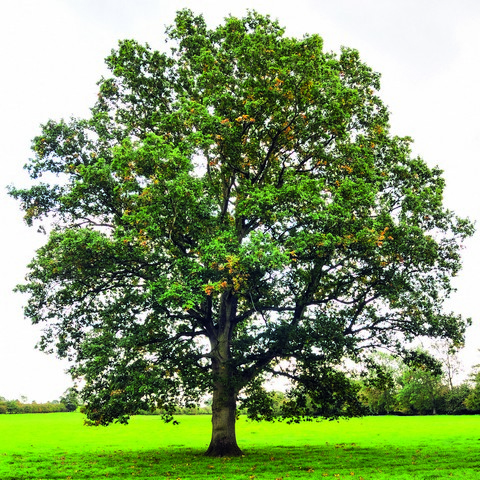 Quercus robur