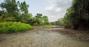 Сушите во Јужна Америка ќе го раздвижат светскиот пазар на храна