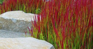 Imperata cylindrica red baron