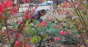 Комплетно уредување на паркот во Капиштец