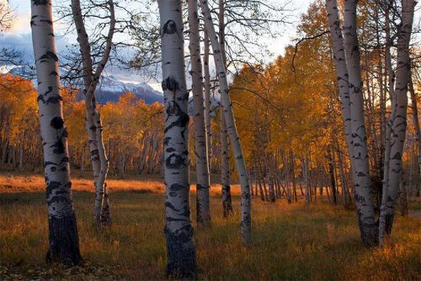 Tom Cruise's Telluride Home on Sale for $59 Million