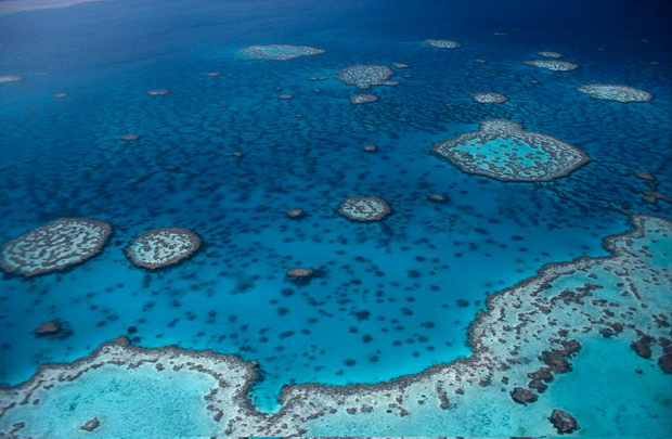 Corals (Corals); Great Barrier Reef Marine Park, Queensland, Australia