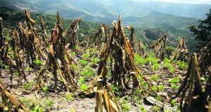 Климатските промени го зголемуваат ризикот од глобален недостиг на храна
