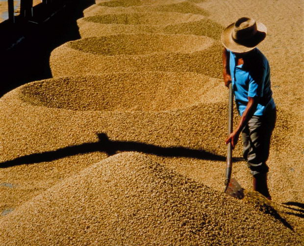 coltivazione brasile essicazione cultivation drying