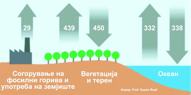 Слика 1 - Глобален карбон циклус