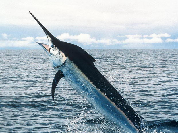 mediteranska-sabjarka-mediterranean-swordfish