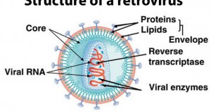 Првите ретровируси се појавиле на Земјата пред околу 500 милиони години