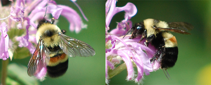 Bombus_affinis