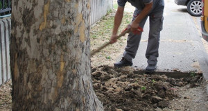 Ослободување на дрвјата во Скопје