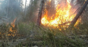 Пожарот кој беснееше во Скијачкиот центар Маврово е изгаснат