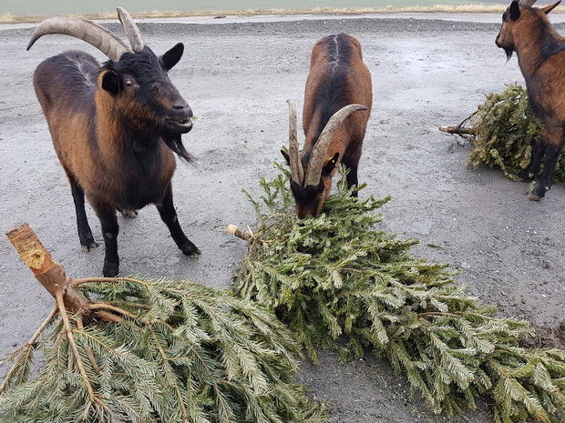 MA 48-Christbaumsammlung - Festmahl fÃ¼r Ziegen auf der Deponie Rautenweg