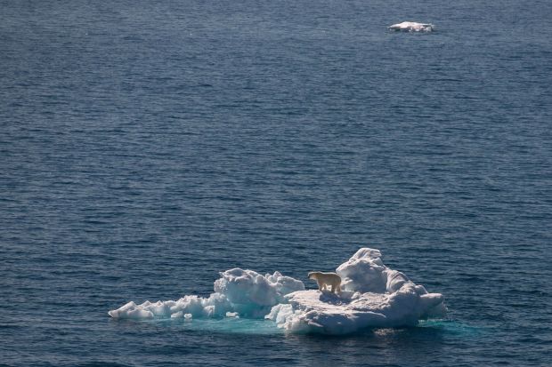 Polar bears for International Polar Bear Day, Spitsbergen, Norway - 2010s