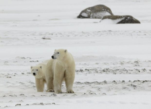 Two polar bears. 2 .Two polar bears in snow-covered tundra stand nearby. It is snowing.