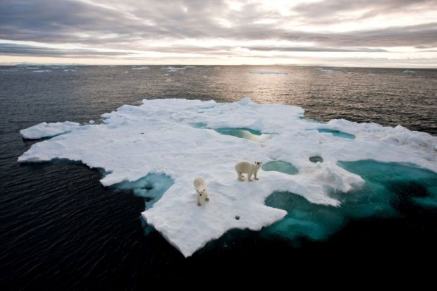 Polar bears for International Polar Bear Day, Spitsbergen, Norway - 2010s