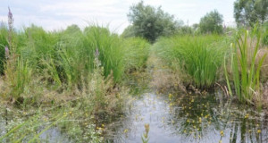 Почнувa постапка за донесување на Нацрт на Закон за прогласување на Студенчишко Блато за парк за природата