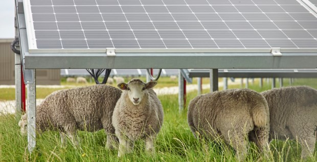 Sheeps under Solar Panels